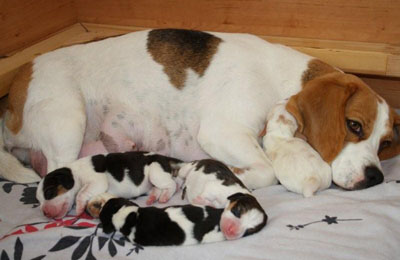 Beaglewelpen und ihre Beaglemama